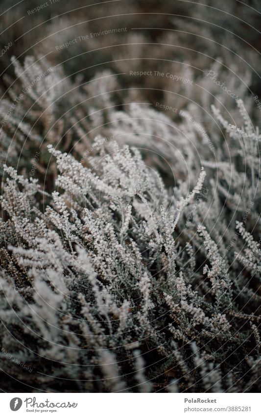 #A0# Hiking in Saxon Switzerland at the onset of winter Freeze Landscape December Weather Environment Climate Snow Frost Cold Nature chill Winter light