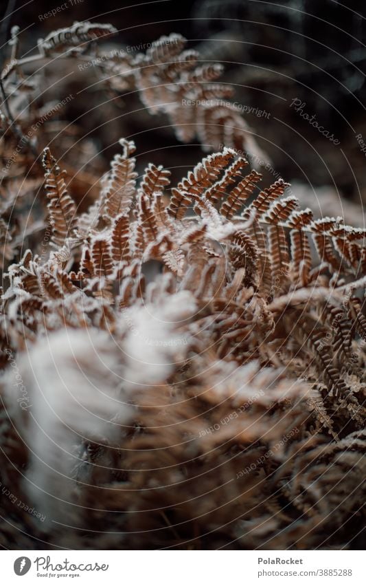 #A0# Fern frozen Fern leaf ferns Farnsheets fern growth fern drive fern stalk fern branch fern. frozen Frozen frozen leaf frozen ground Winter onset of winter