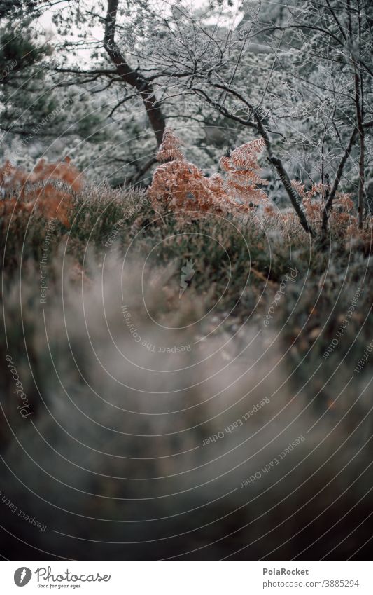 #A0# Hiking in Saxon Switzerland at the onset of winter Freeze Landscape December Weather Environment Climate Snow Frost Cold Nature chill Winter light