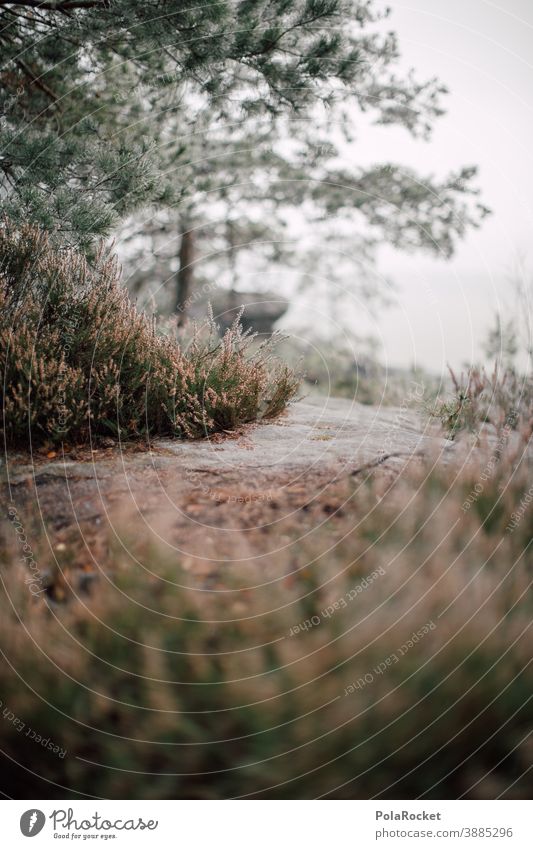 #A0# Hiking in Saxon Switzerland at the onset of winter hikers Winter Winter vacation Winter mood Winter's day Winter forest Winter light chill Nature Cold