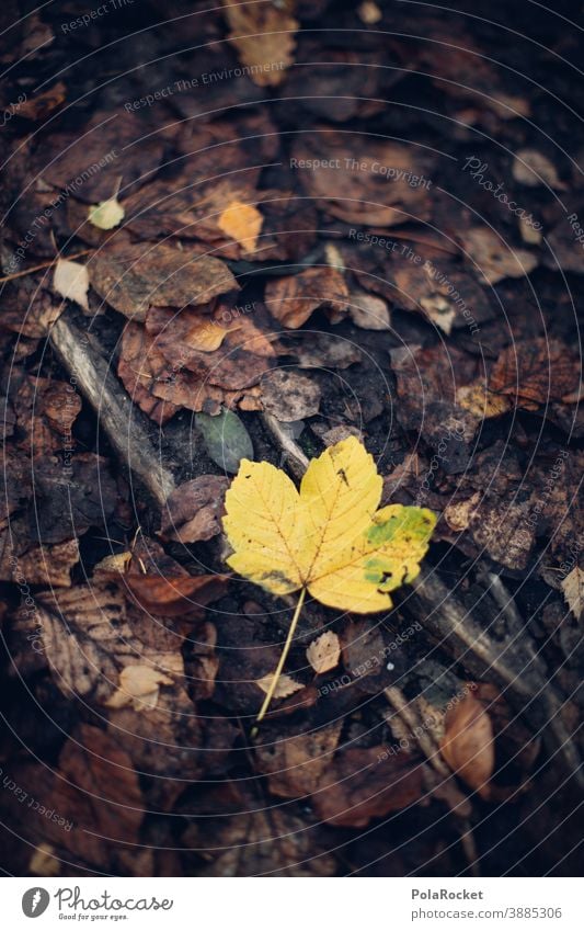 #A0# Yellow autumn leaf Autumn Autumnal Autumn leaves Autumnal colours Early fall Automn wood Autumnal weather Autumnal landscape autumn mood Leaf foliage