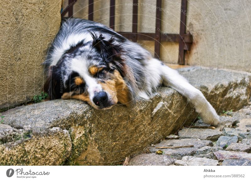 Shepherd in suitable environment at nap time Well-being Contentment Relaxation Environment Summer Animal Dog 1 Sleep Dream Authentic Simple Friendliness Brown