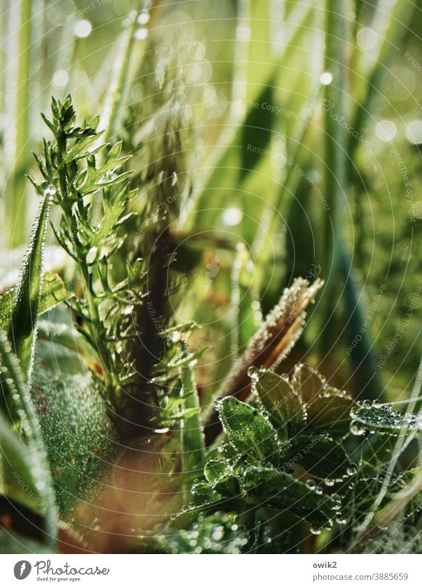 realm blades of grass blurriness Green Close-up Nature Environment Fresh Plant Shallow depth of field Macro (Extreme close-up) Worm's-eye view Deserted Detail