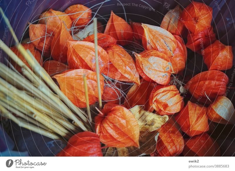 Lampshades Chinese lantern flower Many Red Together Plant Structures and shapes Detail Bright Colours Physalis disused waste Shallow depth of field