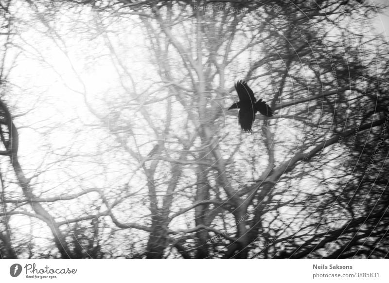 silhouette of crow flying near woods Animal atmosphere autumn avian background beautiful biology bird black blue bottom branch branches clouds color country