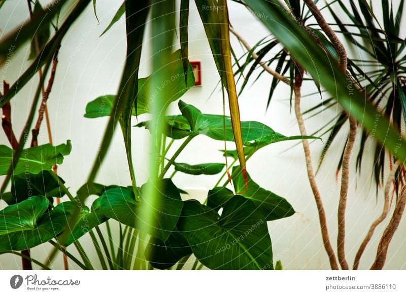 Potted plants on the landing Branch Tree Relaxation holidays Garden Deserted Nature Plant tranquillity trunk shrub Copy Space Depth of field Winter Twig