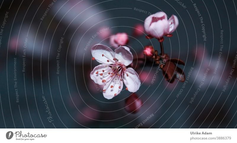 Blossom magic - spring awakening with delicate blossoms Cherry blossom flowers Delicate Soft segregated Plant Flower Nature Spring Close-up