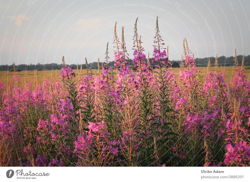 Narrow-leaved willowherb (Epilobium angustifolium) Alternative medicine Plant Nature Summer willowherbs with narrow leaves Wild plant Blossom Flower Fire weed