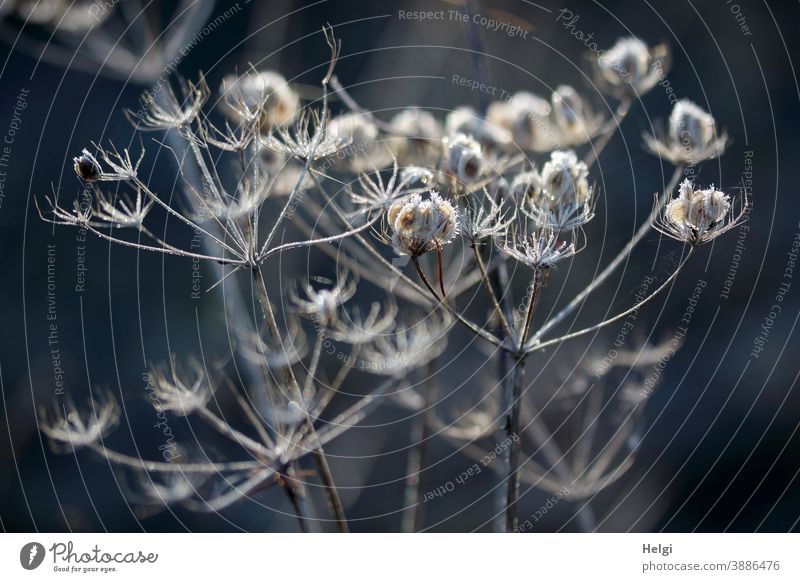 frosty transience - hoarfrost on dried-out flower umbels in sunlight with dark background Hoar frost Plant Flower umbels Shriveled Transience chill Frost Faded