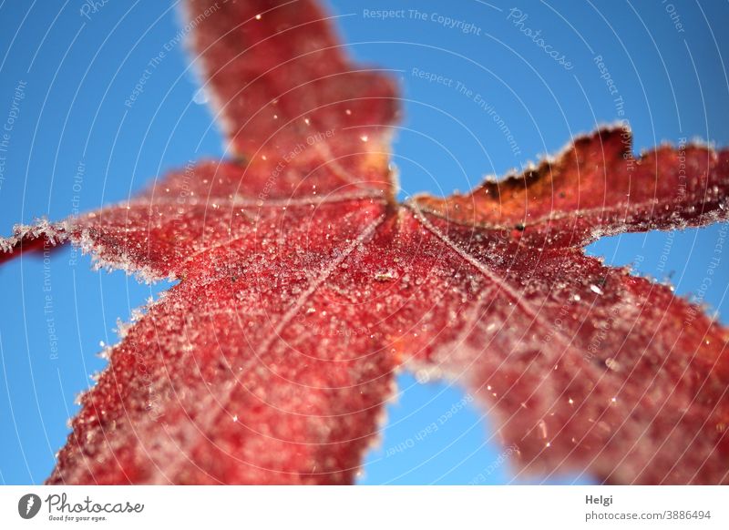 frosty - red colored leaf of the amber tree with ice crystals in front of a blue sky Leaf Frost Ice Hoar frost chill Autumn Winter Freeze Close-up macro Sky