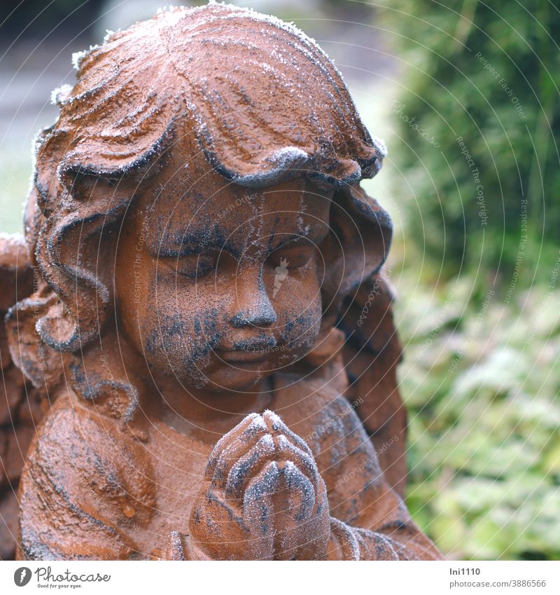 Stone angels can be seen, head and praying hands slightly covered with hoarfrost Angel Figure Angel figure All-weather Hoar frost Face symbols devout Winter