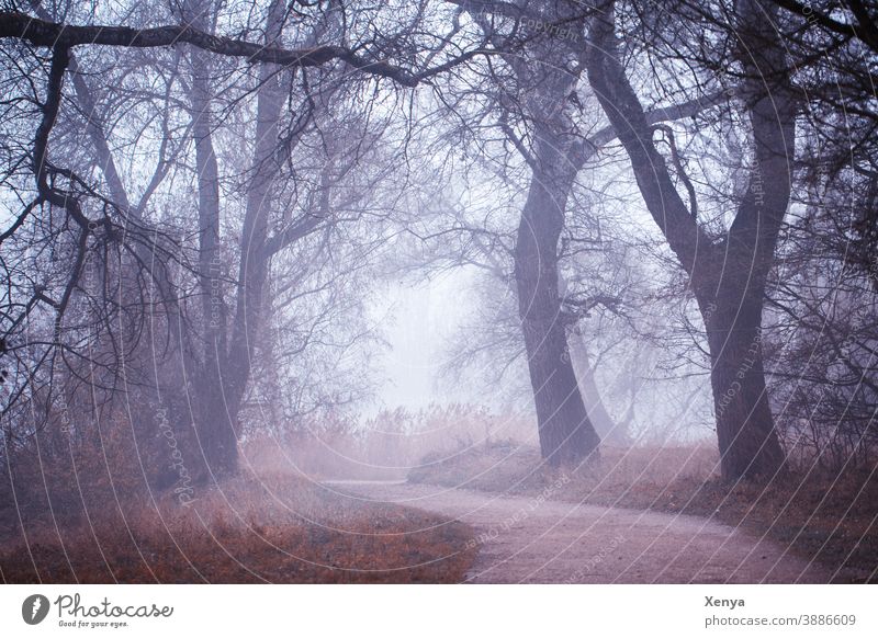 trees in the fog Fog Winter Cold Landscape Environment Deserted Weather Exterior shot Nature chill enchanted foggy To go for a walk Bend Park