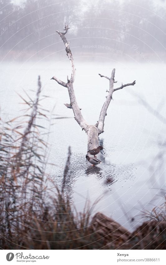 Ducks in the fog at the lake ducks Fog Lake Winter Tree trunk To go for a walk Nature Water Exterior shot Cold Landscape Deserted Frost Lakeside Environment