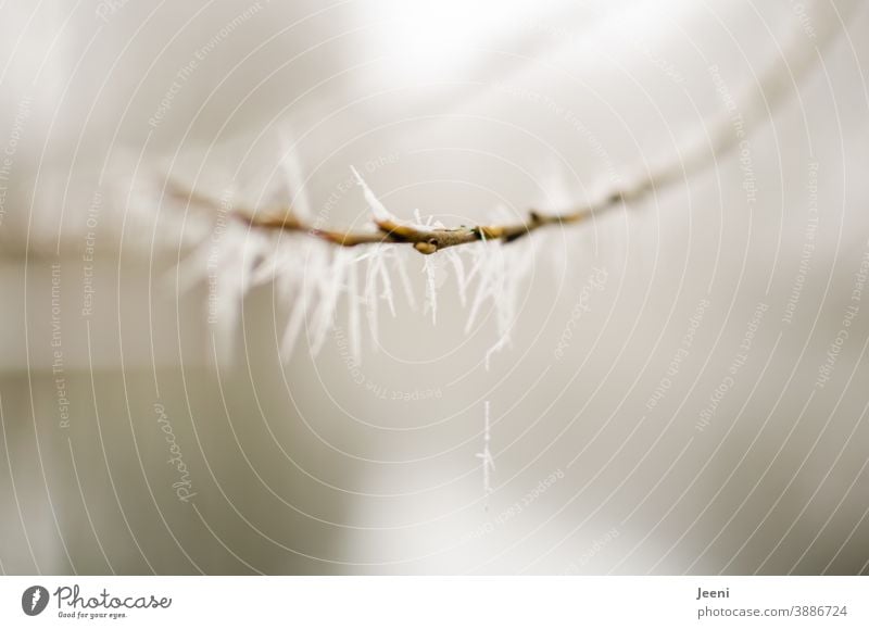 icy branch Twig Twigs and branches Ice Frost chill Ice crystal ice crystals Winter Cold Nature Snow Plant Hoar frost White Frozen Branch Bushes Freeze