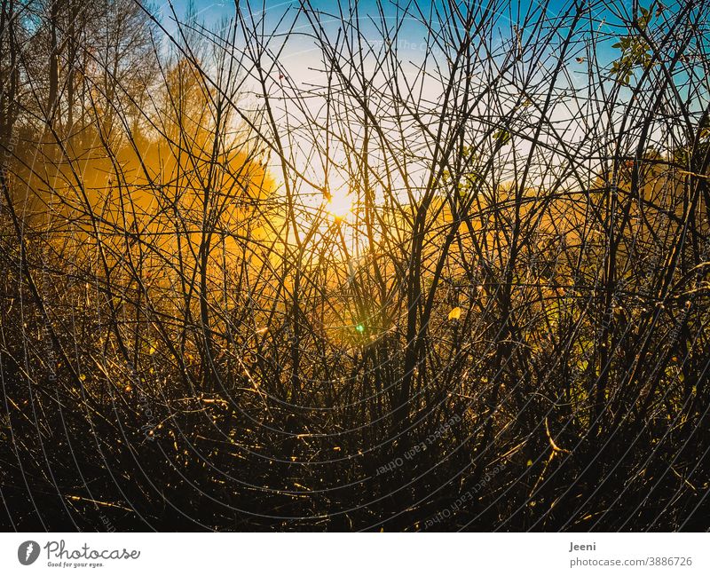 Autumnal golden rays of sunshine in the fog come through the branches in the forest | it glows gold, yellow, orange and blue Fog Shroud of fog Misty atmosphere