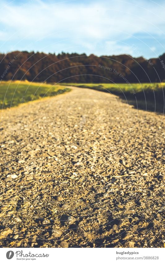 Way over fields into the forest Lanes & trails off Gravel path Footpath unsecured road unsurfaced Forest Vantage point Blue sky Nature Street