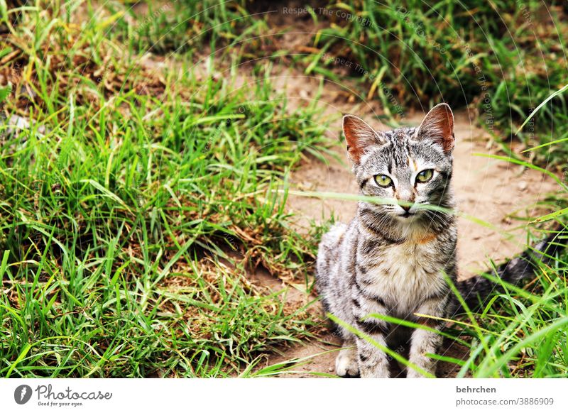 Where's the birdie? Lawn Sunlight Deserted Exterior shot Colour photo Cuddly Whisker Purr Domestic cat Patient Animal face Cat Pet Nature Cute Observe