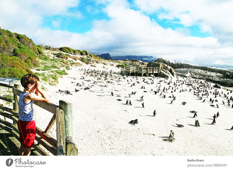 feathered cattle | under observation Sunrise Contrast Sunlight Light Dawn Exterior shot Colour photo South Africa Cape Town Gorgeous Clouds Sky Stone Rock Wild