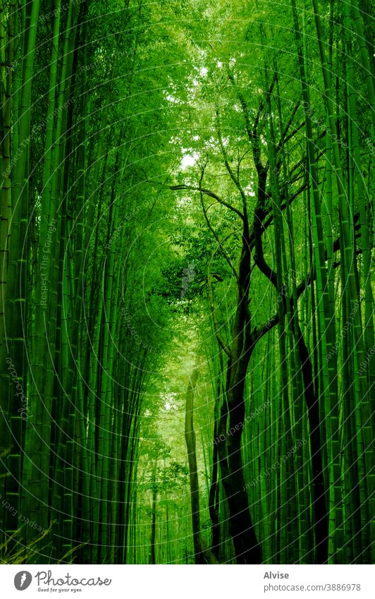 green bamboo path nature forest background japan asia japanese landmark kyoto tree natural garden wood zen plant environment growth asian leaf grove famous