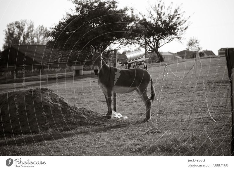 Happiness of horses is when the rider stays on the ground Horse paddock Landscape Meadow Nature dhaufen calm Stand trees Wooden stake shadow cast Shadow play