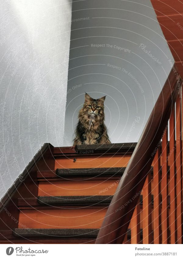 That look... "You wouldn't dare walk out that door!" - or a Maine Coon cat sits on the top step of a staircase and looks grimly into the camera Cat