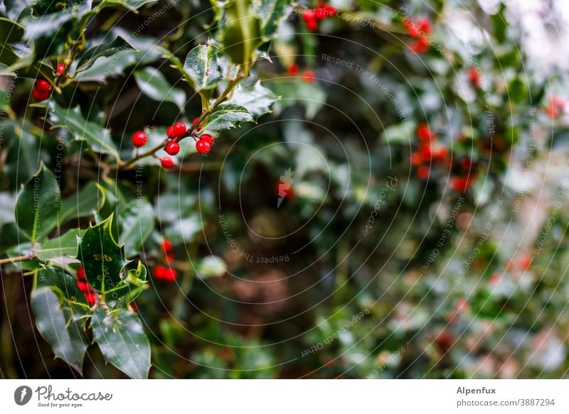 holly Ilex Holly leaf Plant Colour photo Winter Berries Close-up Nature Decoration Christmas & Advent Feasts & Celebrations Leaf Green Seasons December Red