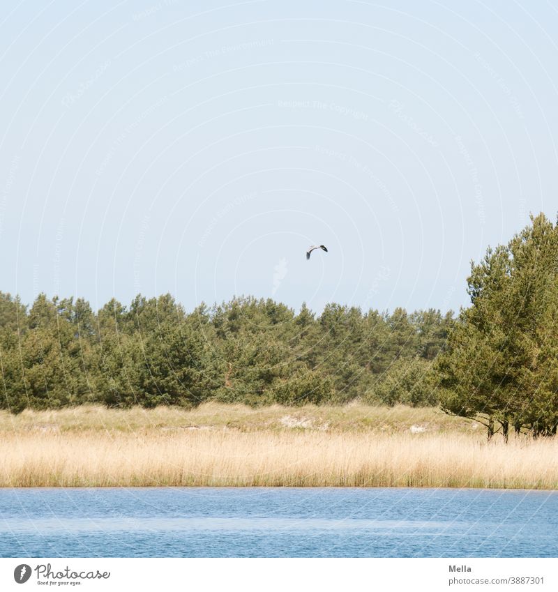 Nobel Peace Prize worthy | Idyll Nature Nature reserve Landscape Exterior shot Deserted Environment Water Forest Lake Lakeside Calm Relaxation Peaceful