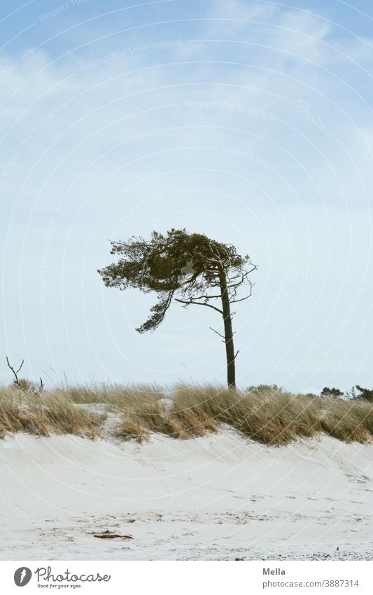 Frayed | The wind blows cold from the right Wind windy Tree Treetop Tilt tend Tattered slanting obliquely tilted position Beach Sand duene Nature Landscape