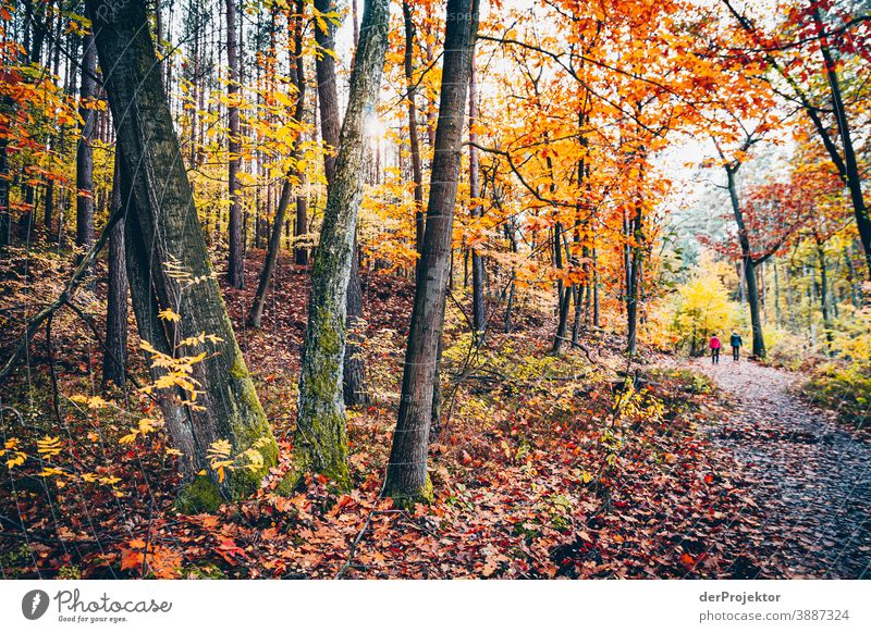 Way through the Briese Valley Forest road Forstwald Forestry Logging Hiking Environment Nature Landscape Plant Autumn Park Autumnal colours Autumn leaves Trust