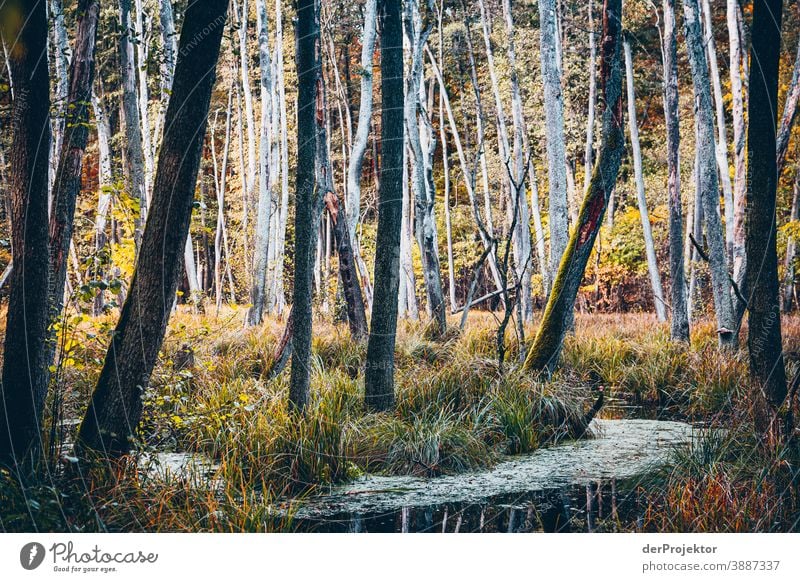 View of lake with trees in Briese Valley IV Forest road Forstwald Forestry Logging Hiking Environment Nature Landscape Plant Autumn Park Autumnal colours