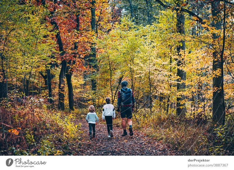 Hiking through the Briese Valley Forest road Forstwald Forestry Logging Environment Nature Landscape Plant Autumn Park Autumnal colours Autumn leaves Trust