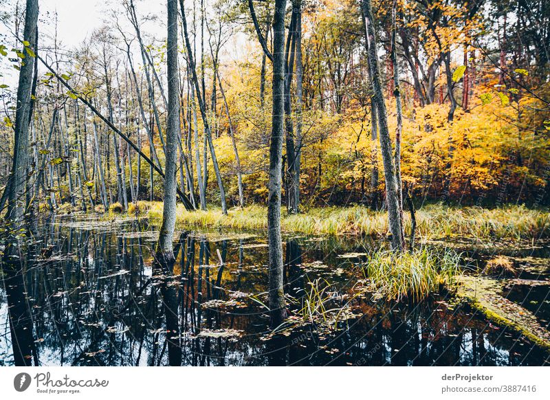 View of lake with trees in Briese Valley II Forest road Forstwald Forestry Logging Hiking Environment Nature Landscape Plant Autumn Park Autumnal colours