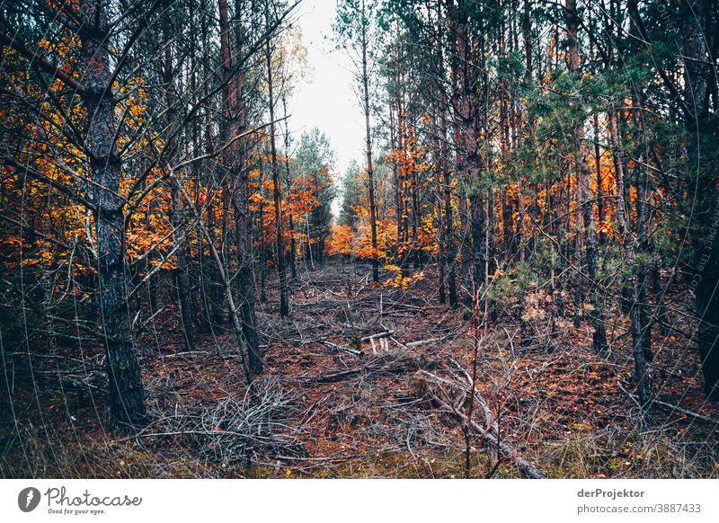 Forest forest with felling Forest road Forstwald Forestry Logging Hiking Environment Nature Landscape Plant Autumn Park Autumnal colours Autumn leaves Trust