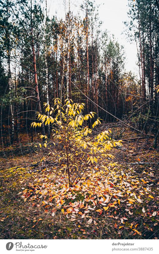 Deciduous tree with leaf loss Forest road Forstwald Forestry Logging Hiking Environment Nature Landscape Plant Autumn Park Autumnal colours Autumn leaves Trust