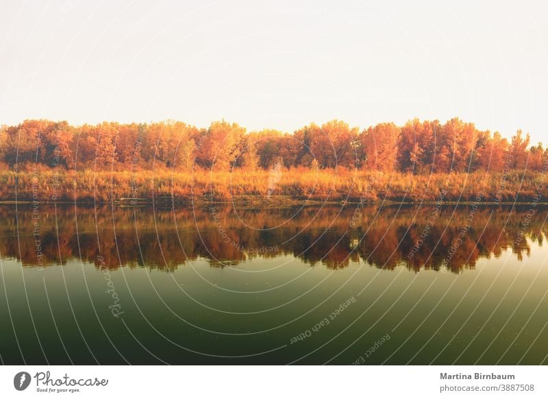 Tranquil autumn scenery along the Gunnison River in Colorado with yellow autumn trees copy space river orange nature fall bright forest water tranquil woods