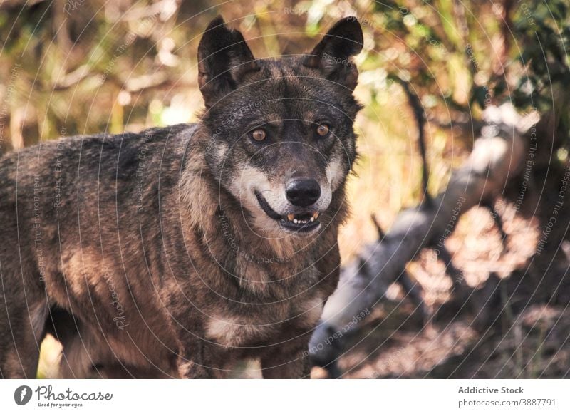 Wolf standing among trees wolf animal wild landscape wood mammal park wildlife forest natural safari wilderness beautiful habitat nature fauna environment