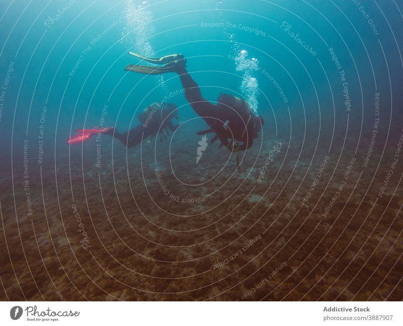 Divers swimming in deep ocean among aquatic vegetation underwater fish nature sea colorful background blue environment tropical adventure scuba dive vacation