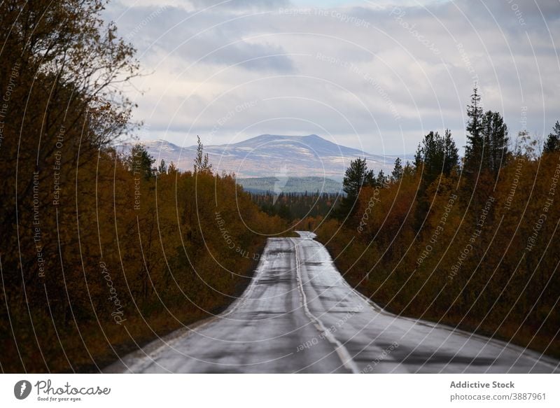 Empty asphalt road through woods in fall straight forest autumn empty roadway coniferous route environment tree season scenery daytime woodland scenic path