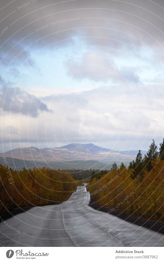 Empty asphalt road through woods in fall straight forest autumn empty roadway coniferous route environment tree season scenery daytime woodland scenic path