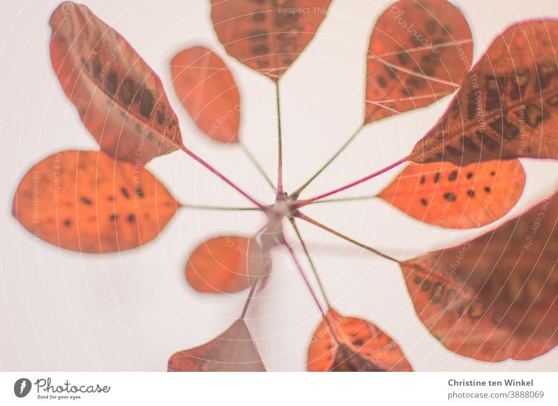 Symmetrically arranged orange autumn leaves of the red wig shrub. Photo from the frog's perspective against the white sky Autumn leaves wig bush Orange