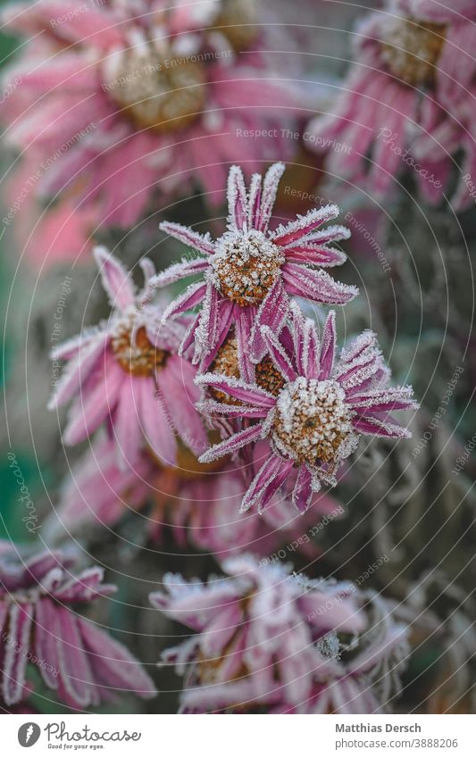 Frosty blossom chill Winter winter Cold Ice Flower Blossom Winter mood Nature Experiencing nature Love of nature Detail