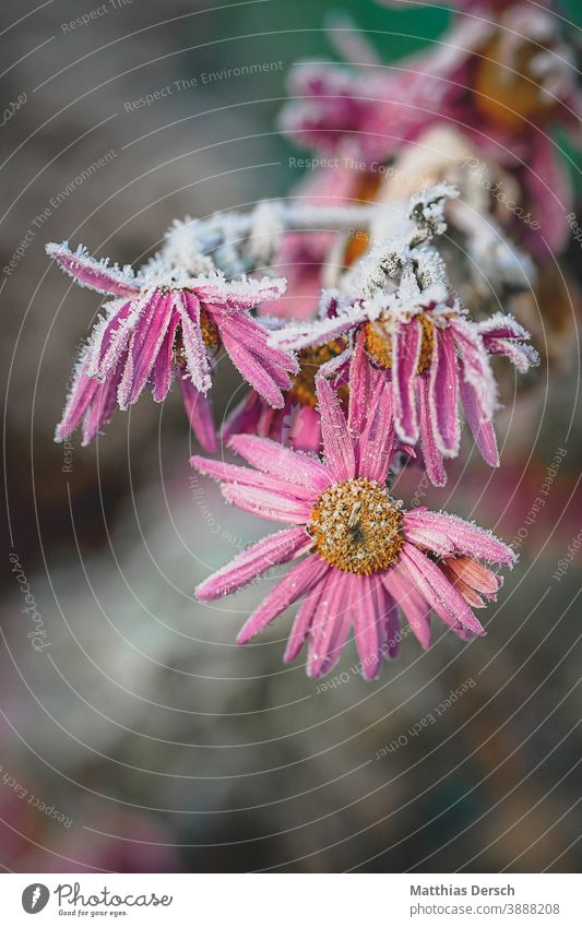 Frosty blossom chill Winter winter Cold Ice Flower Blossom Winter mood Nature Experiencing nature Love of nature Detail