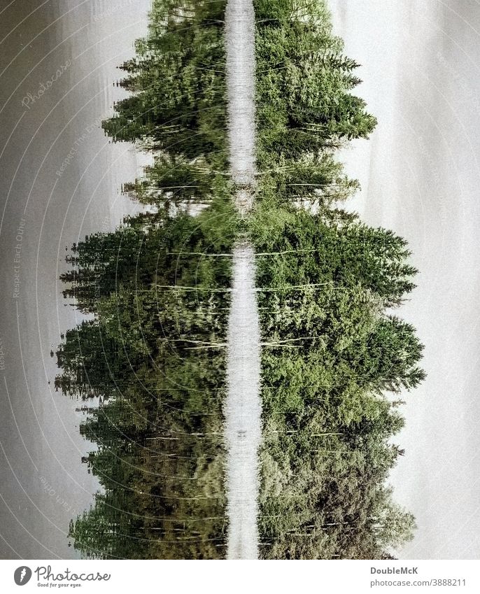 Mirror, mirror - trees reflected in water, experimental Water Lake reflection Mirror image Reflection in the water Nature Deserted Exterior shot