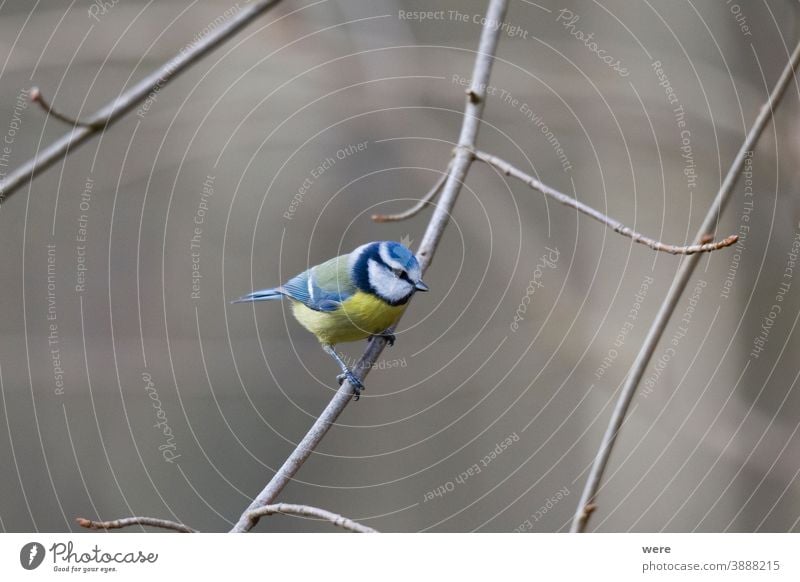 blue tit on a branch Blue tit Coal tit Cyanistes caeruleus Parus Ater Parus major Periparus Ater Winterbird animal bird feeding branche branches cold copy space