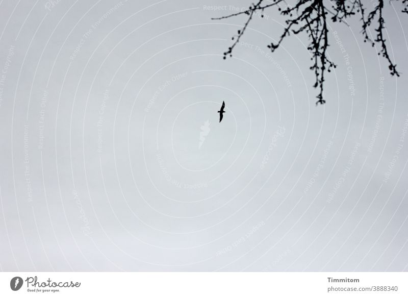 Lightness | Natural for some Bird Flying Sky Clouds Branches and twigs Ease Places Nature Deserted Environment Exterior shot Autumn