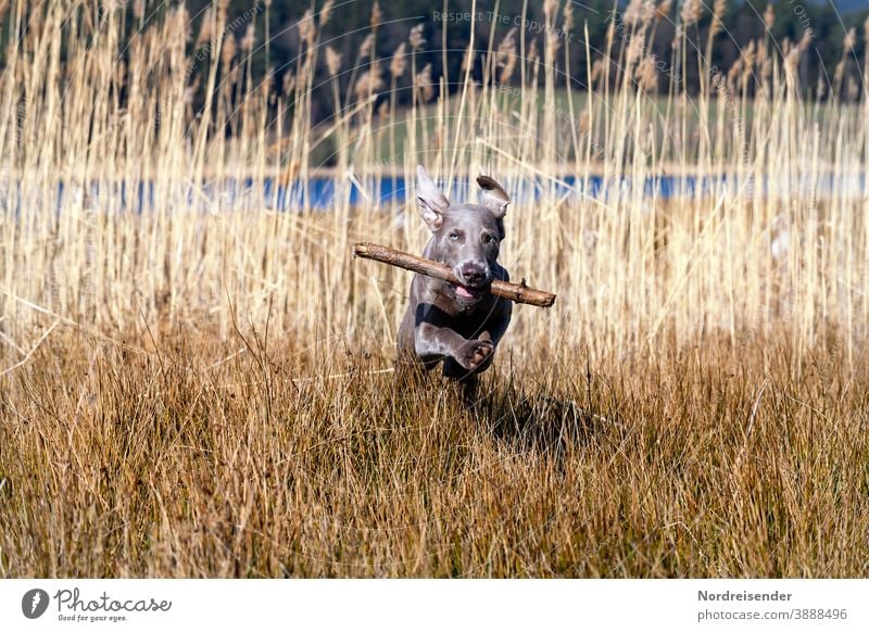 Weimaraner puppy with sticks romps and plays in the high grass Puppy Dog Pet Animal young dog Water pretty Hound portrait Purebred Hunting Forest Grass youthful