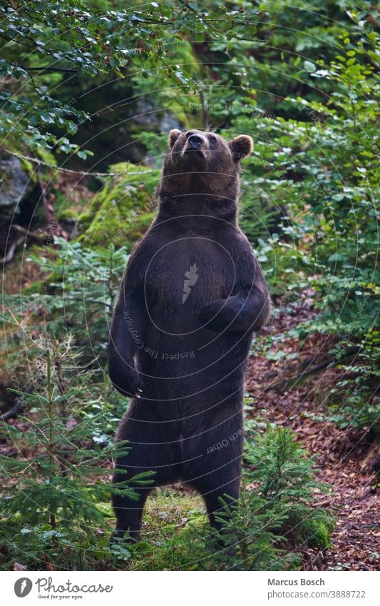 Braunbaer, Ursus arctos, brown bear Baer Baeren Berg Berge Braunbaeren Bruno Felsen German Gesicht Herbst Jagdschutz Krallen Landschaft Moos Pelztier Petz