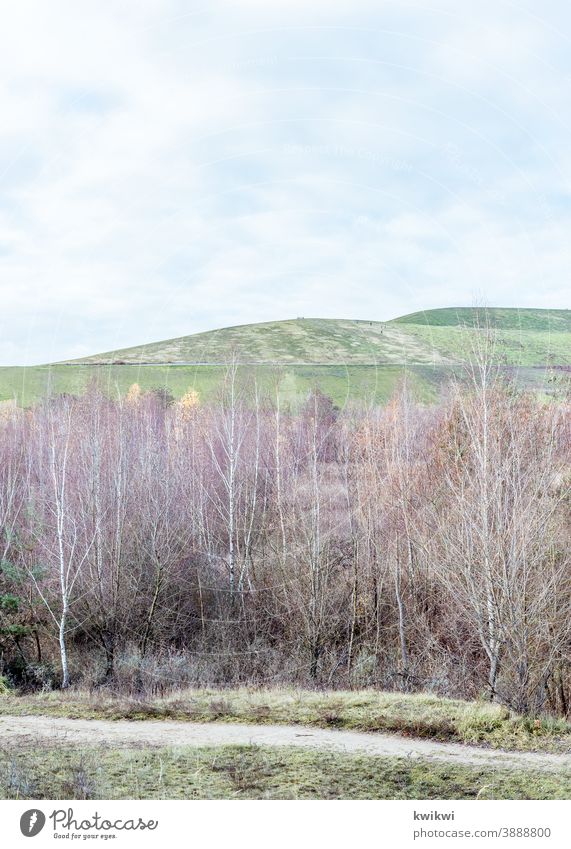 Berlin Hills mountains of rubbish Landscape Brandenburg trees Lanes & trails Autumn Winter Green Bright purple Pink Cloudless sky Blue sky Sky hilly