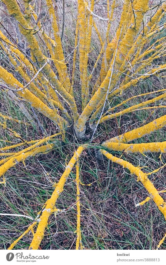 yellow bush Plant Nature Flower Green Yellow Colour photo Spring Exterior shot Summer Grass Environment Garden pretty Meadow Day Deserted Shallow depth of field