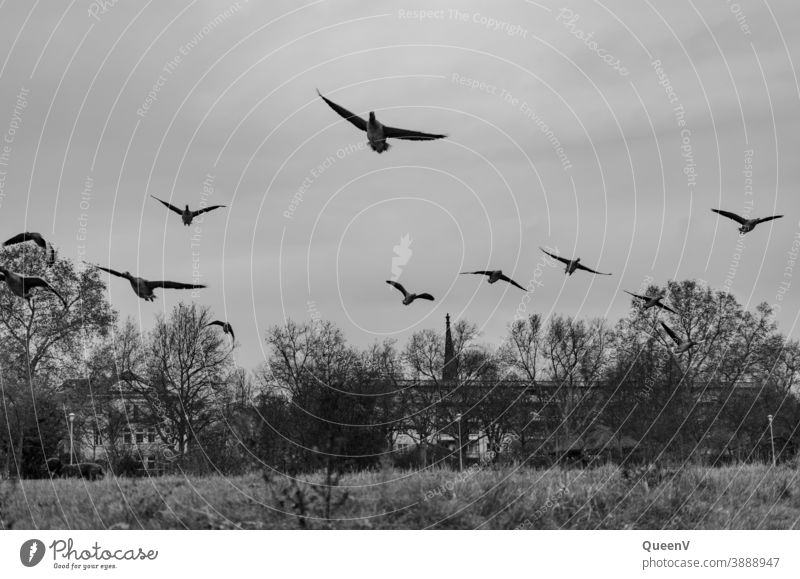 Wild geese on the banks of the Elbe in Dresden Pull Hiking tour Autumn Winter November Black & white photo Wild goose wild geese Elbufer Nature City life Goose